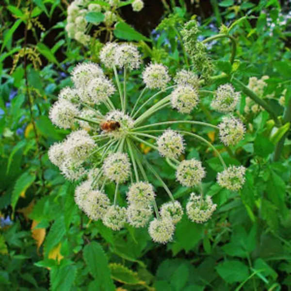 La Chambre Angélique 1 à 2 personnes Uniquement en complément de la chambre Alchémille ou la chambre Artémisia Disponible à partir du 22/03/25